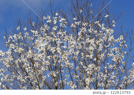 早春の花 「コブシ」 早春の花 「コブシ」 122613793