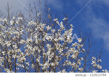 早春の花 「コブシ」 早春の花 「コブシ」 122613794