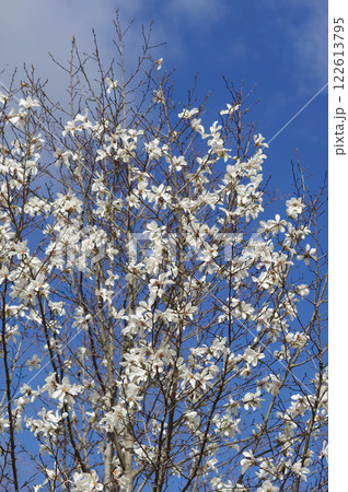 早春の花 「コブシ」 早春の花 「コブシ」 122613795