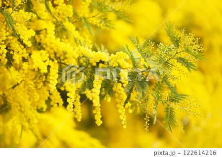 Spring blooming Acacia dealbata tree in garden, delicate blossoming springtime mimosa flowers(silver wattle or blue wattle). Selective focus, shallow focus. 122614216