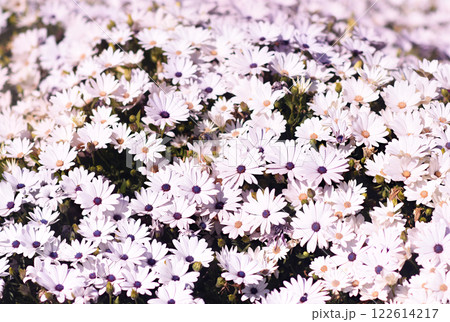 Delicate blooming festive African daisies (daisybushes), blossoming summer Osteospermum flowers in garden, selective focus 122614217