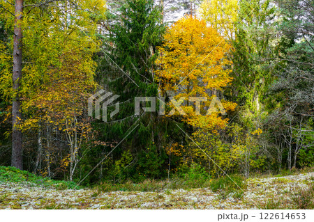 Bright autumn tree foliage of various colors in a forest landscape, season change in nature 122614653