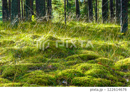 Beautiful scenic evergreen pine forest with thick layer of green moss Beautiful scenic evergreen pine forest with thick layer of green moss 122614676