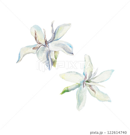 White delicate coffee flowers watercolor. Hand drawn botanical illustration isolated on white. For labels, cards, invitations, packaging, banners, posters. 122614740