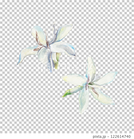 White delicate coffee flowers watercolor. Hand drawn botanical illustration isolated on white. For labels, cards, invitations, packaging, banners, posters. 122614740