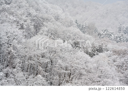 藻岩山麓雪景色_6380 122614850
