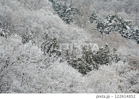 藻岩山麓雪景色_6419 122614852