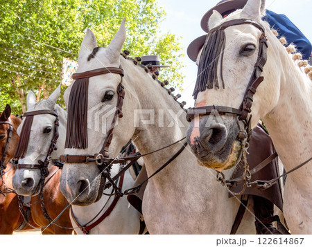 Elegant horses and riders at the vibrant Seville Fair Elegant horses and riders at the vibrant Seville Fair 122614867