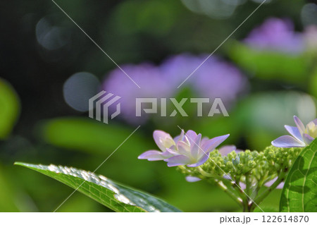 紫陽花 紫陽花 122614870