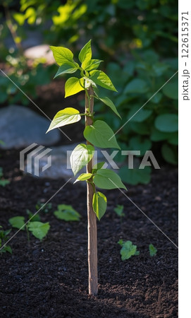 Sapling supported by stake in outdoor garden demonstrating growth and mentorship 122615371