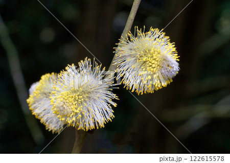 Salix caprea flowering willow catkins one on a branch in early spring 122615578