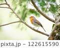 profile view of a robin joyfully singing on a branch with open beak 122615590