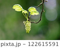 Acer pseudoplatanus light green blossoms and leaves of a sycamore against a blurred green background in spring 122615591