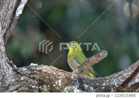 鷲尾山山頂で出会ったメジロ　冬　（高知県　高知市） 122615868