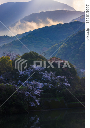 桜咲く季節に静けさの中で朝陽が湖面を照らす風景 122615997