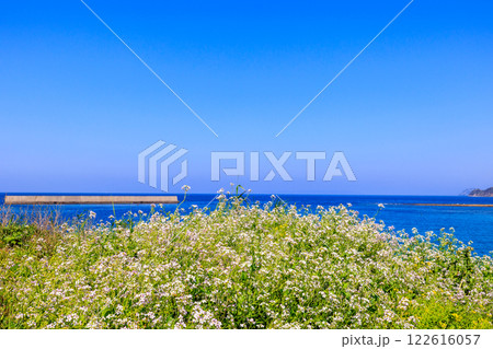 高台から見た角力灘の青い海と青い空 高台から見た角力灘の青い海と青い空 122616057