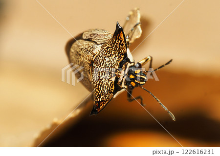 冬のウシカメムシ 冬のウシカメムシ 122616231