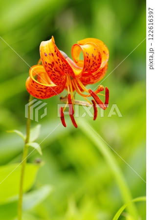 野反湖畔のクルマユリ 122616397