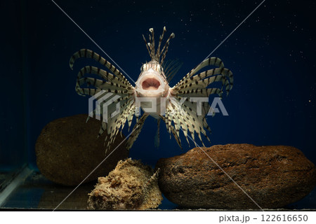 ミノカサゴ　オニオコゼ　カサゴ　Lionfish　泳ぐミノカサゴ　毒魚　鬼虎魚　遊離軟条　あくび 122616650