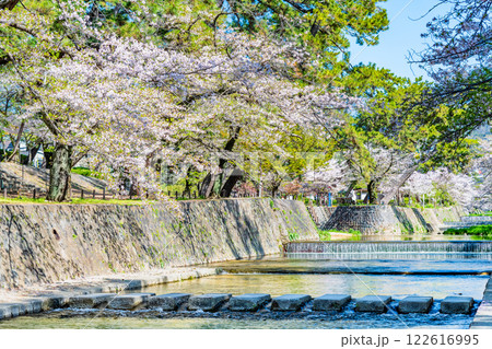 兵庫 桜咲く夙川公園 兵庫 桜咲く夙川公園 122616995