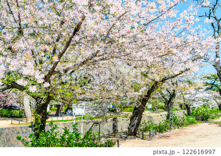 兵庫　桜咲く夙川公園 122616997