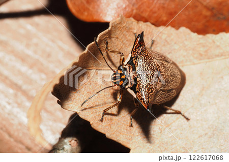 冬のウシカメムシ 冬のウシカメムシ 122617068