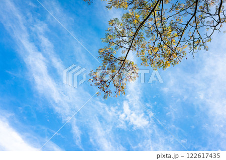 紅葉した木と青空 122617435