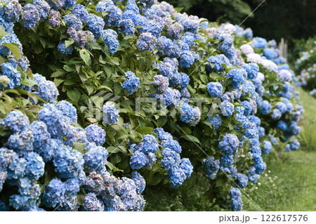 公園にたくさん咲いている青色の紫陽花⑧ 公園にたくさん咲いている青色の紫陽花⑧ 122617576