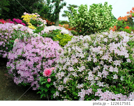 福島県　須賀川市　大桑原つつじ園　ツツジ 122617581