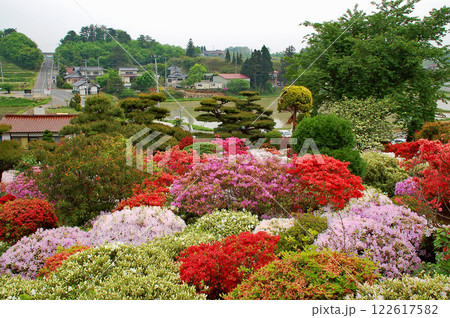 福島県　須賀川市　大桑原つつじ園　ツツジ 122617582
