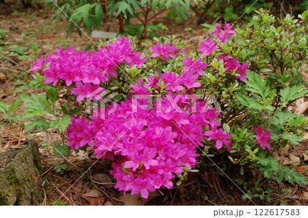 福島県　須賀川市　大桑原つつじ園　ツツジ 122617583