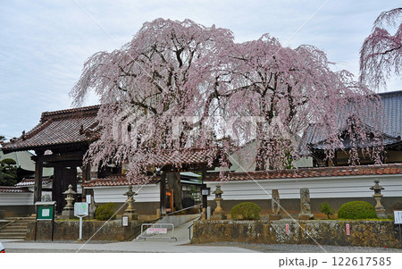 福島県 須賀川市 長松院 山門 桜 福島県 須賀川市 長松院 山門 桜 122617585
