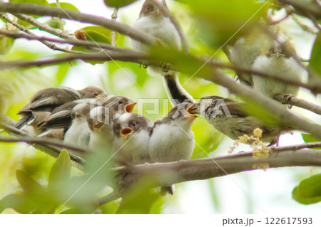 雛に餌やり 雛に餌やり 122617593