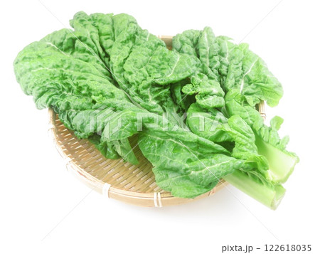 白背景の博多かつを菜 白背景の博多かつを菜 122618035