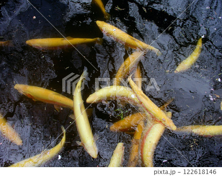 オーストラリア　タスマニア島　サケマス孵化場　サーモンポンド 122618146