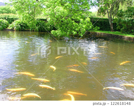 オーストラリア タスマニア島 サケマス孵化場 サーモンポンド オーストラリア タスマニア島 サケマス孵化場 サーモンポンド 122618148