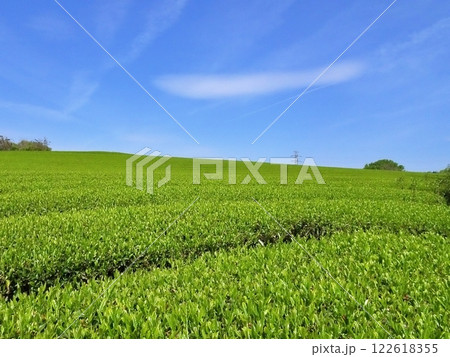 収穫間近のお茶畑と青空背景 122618355