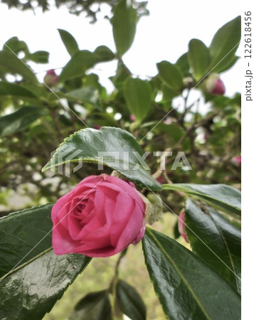 咲きかけてる花、サザンカの花に、出会いました 咲きかけてる花、サザンカの花に、出会いました 122618456