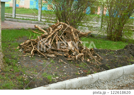 Spring garden cleaning. A pile of cut roots and branches from trees Spring garden cleaning. A pile of cut roots and branches from trees 122618620