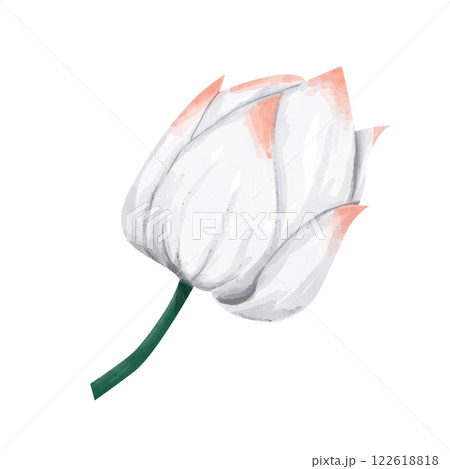 Closed White Lotus Bud with Orange Accents, Watercolor Illustration for Print and Web Design 122618818