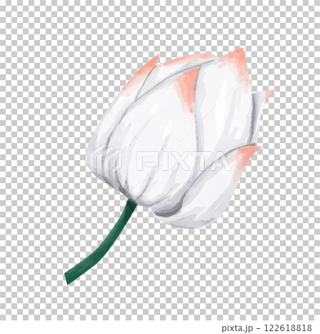 Closed White Lotus Bud with Orange Accents, Watercolor Illustration for Print and Web Design 122618818