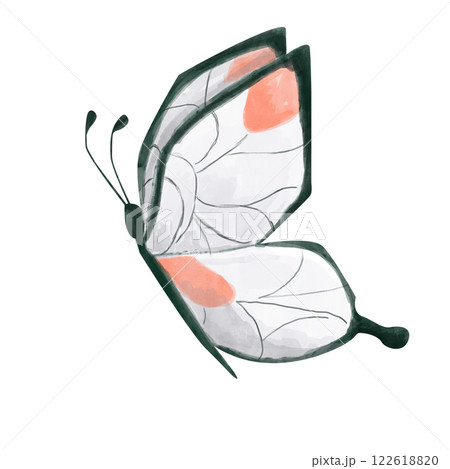 Butterfly White, Orange and Black, Insect in Flight, Side View, Watercolor Illustration for Print and Web Design 122618820