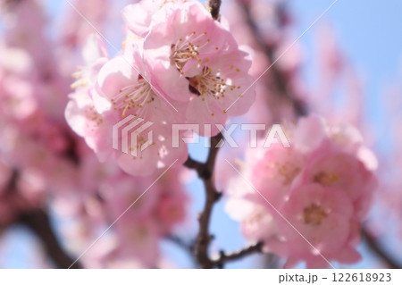 杏の花の信州大実 杏の花の信州大実 122618923