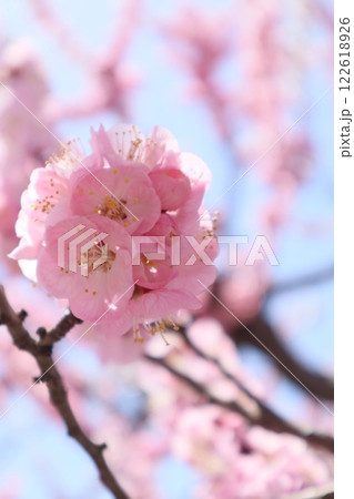杏の花の信州大実 122618926