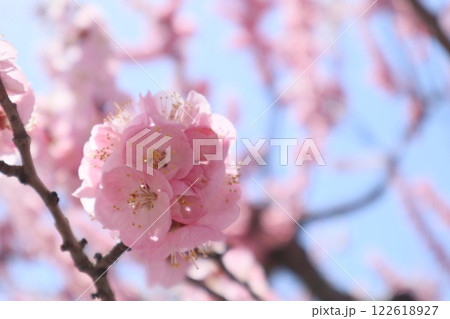 杏の花の信州大実 杏の花の信州大実 122618927
