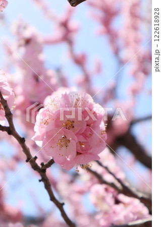 杏の花の信州大実 122618928