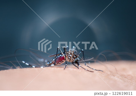 Macro of mosquito (Aedes aegypti) sucking blood Macro of mosquito (Aedes aegypti) sucking blood 122619011