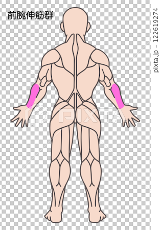 前臂伸肌,人體肌肉圖 前臂伸肌,人體肌肉圖 122619274