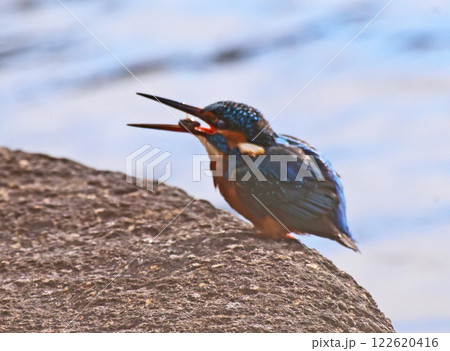 獲物ゲット 獲物ゲット 122620416