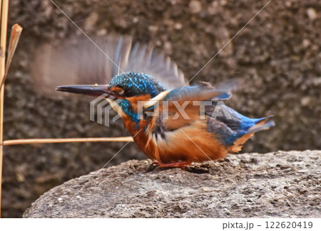 羽ばたき 羽ばたき 122620419